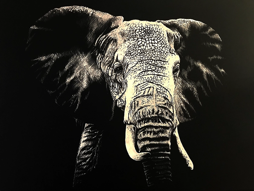 A detailed black and white illustration of an elephant’s head is centered against a solid black background, highlighting the texture of its skin, large ears, and long tusks.
