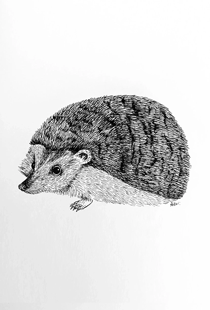 Black and white ink illustration of a hedgehog on a plain white background, showing the animal's body covered in detailed, textured spines and its face with small ears and a pointed nose.