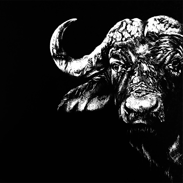 Black and white illustration of a buffalo, showing the animal’s head and one horn in detail against a solid black background. The buffalo's features are highlighted with strong contrast and textured shading.