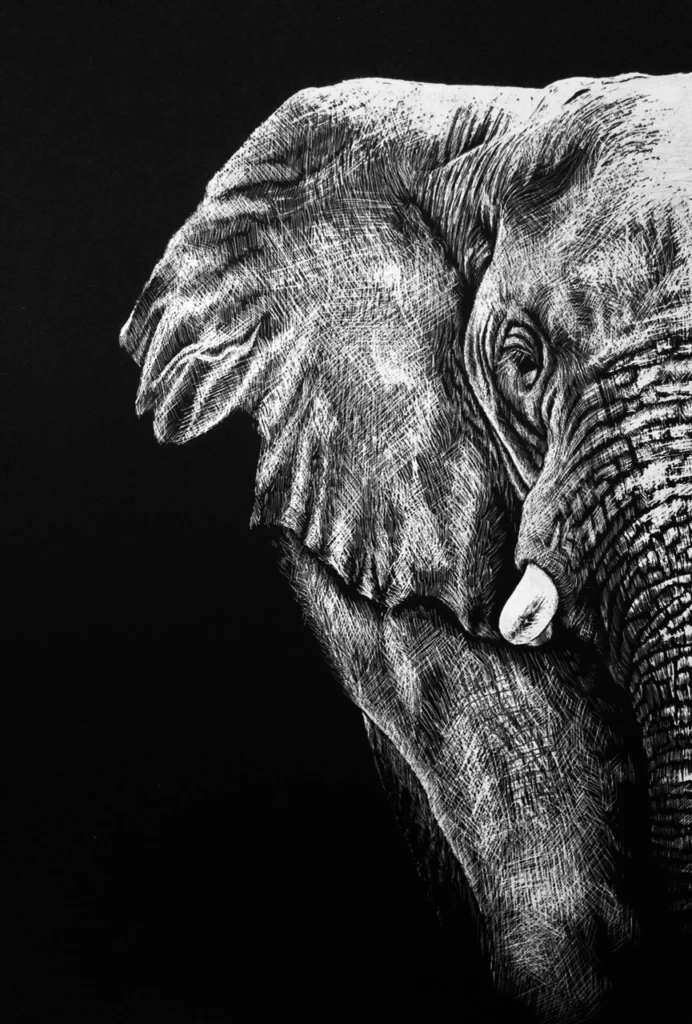 Black and white illustration showing the head and ear of an elephant, with detailed lines emphasizing the texture of the skin, depicted against a solid black background.