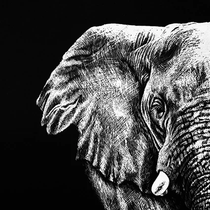 A detailed black-and-white illustration of an elephant’s head and ear, positioned against a solid black background. Only one tusk and part of the face are visible, with intricate linework highlighting texture.