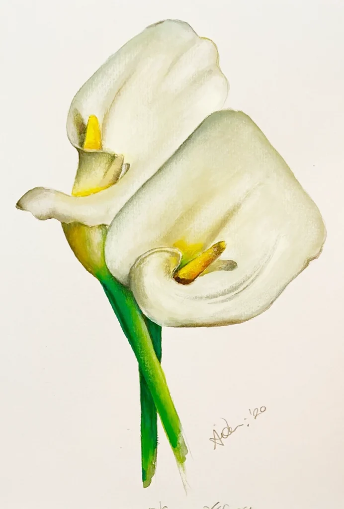 A realistic drawing of two white calla lilies with yellow centers and green stems, depicted on a plain background. An artist's signature is visible near the bottom right.