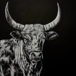 A black and white illustration of a long-horned bull facing forward on a black background. The bull's body is partially visible, with detailed shading on its face, horns, and fur.