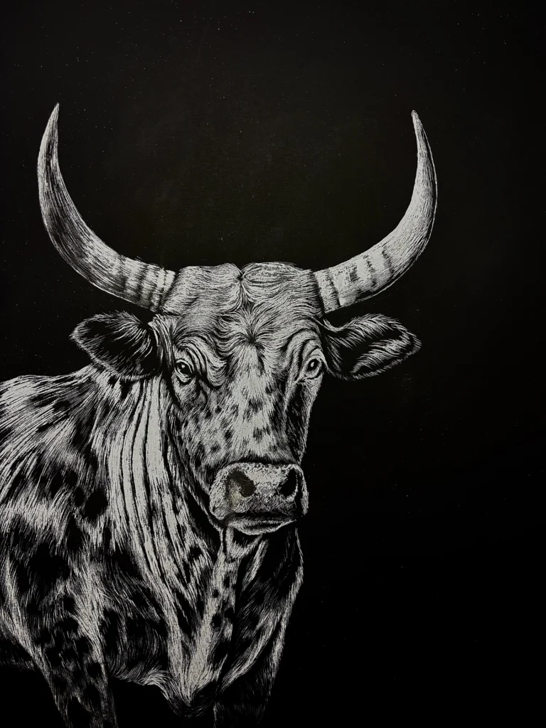 A black and white illustration of a long-horned bull facing forward on a black background. The bull's body is partially visible, with detailed shading on its face, horns, and fur.